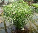light green  Umbrella Plant characteristics and Photo