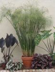  Кишобран Биљка, Cyperus светло-зелен фотографија, опис и култивација, растуће и карактеристике