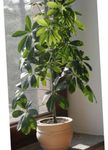 屋内植物 傘木, Schefflera 緑色 フォト, 説明 と 栽培, 成長 と 特性