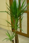 Kapalı bitkiler Yuka, Adams Iğne ağaç, Yucca yeşil fotoğraf, tanım ve yetiştirme, büyüyen ve özellikleri